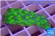 Echinopora lamellosa neon green spot frag 2-4 cm WYSIWYG acclimaté