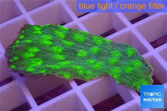 Echinopora lamellosa neon green spot frag 2-4 cm WYSIWYG acclimaté