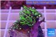 Pachyclavularia neon green 3-4 cm WYSIWYG acclimaté