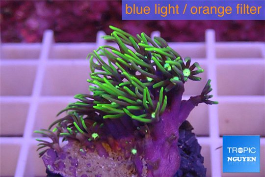 Pachyclavularia neon green 3-4 cm WYSIWYG acclimaté
