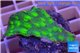 Echinopora lamellosa neon green spot frag 2-4 cm WYSIWYG acclimaté
