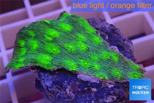 Echinopora lamellosa neon green spot frag 2-4 cm WYSIWYG acclimaté
