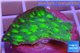 Echinopora lamellosa neon green spot frag 2-4 cm WYSIWYG acclimaté