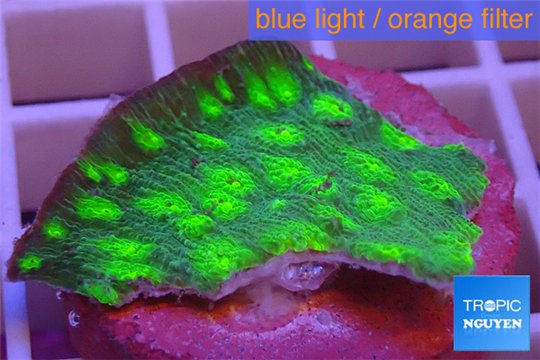 Echinopora lamellosa neon green spot frag 2-4 cm WYSIWYG acclimaté