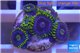 Zoanthus neon green magician blue 5-6 polyps WYSIWYG acclimaté