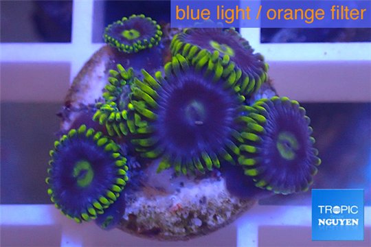Zoanthus neon green magician blue 5-6 polyps WYSIWYG acclimaté