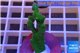 Montipora digitata green 3-5 cm WYSIWYG acclimaté