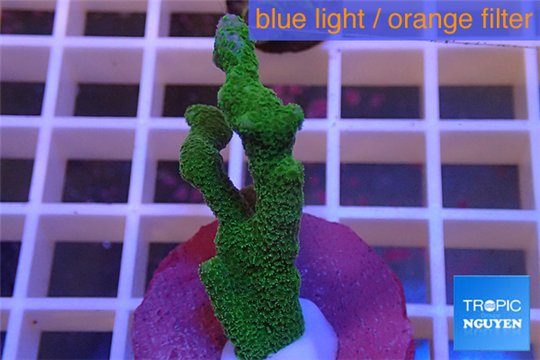 Montipora digitata green 3-5 cm WYSIWYG acclimaté