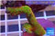 Montipora red fire forest 3-5 cm WYSIWYG acclimaté