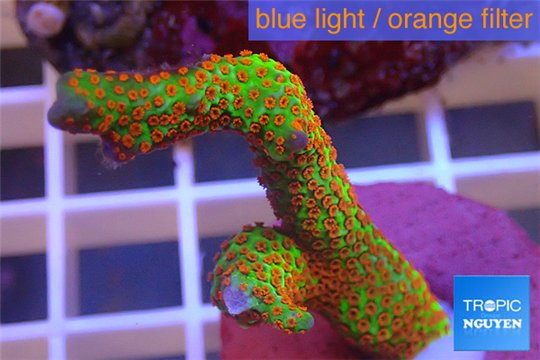Montipora red fire forest 3-5 cm WYSIWYG acclimaté