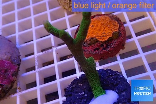 Montipora digitata green 3-5 cm WYSIWYG acclimaté