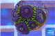 Zoanthus neon green magician blue 5-6 polyps WYSIWYG acclimaté