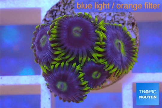 Zoanthus neon green magician blue 5-6 polyps WYSIWYG acclimaté