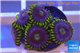 Zoanthus neon green magician blue 5-6 polyps WYSIWYG acclimaté
