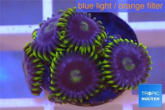 Zoanthus neon green magician blue 5-6 polyps WYSIWYG acclimaté