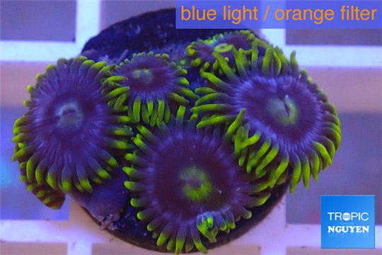 Zoanthus neon green magician blue 5-6 polyps WYSIWYG acclimaté
