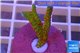 Montipora red fire forest 2-4cm WYSIWYG acclimaté