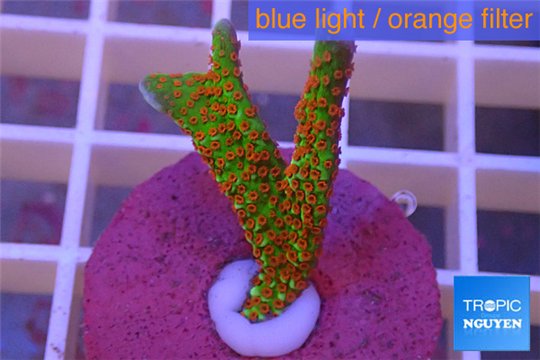 Montipora red fire forest 2-4cm WYSIWYG acclimaté