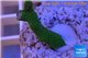 Montipora digitata green 2-3 cm WYSIWYG acclimaté