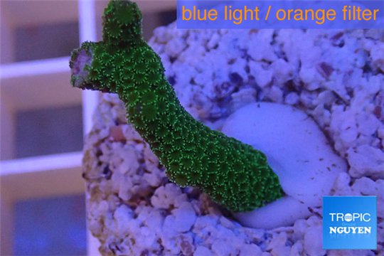 Montipora digitata green 2-3 cm WYSIWYG acclimaté