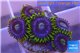 Zoanthus neon green magician blue 5-6 polyps WYSIWYG acclimaté
