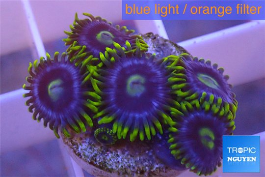 Zoanthus neon green magician blue 5-6 polyps WYSIWYG acclimaté