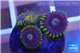 Zoanthus neon green magician blue 3 polyps WYSIWYG acclimaté