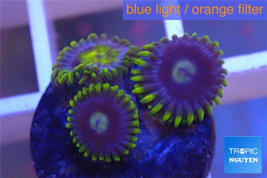 Zoanthus neon green magician blue 3 polyps WYSIWYG acclimaté
