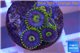 Zoanthus neon green magician blue 5-6 polyps WYSIWYG acclimaté