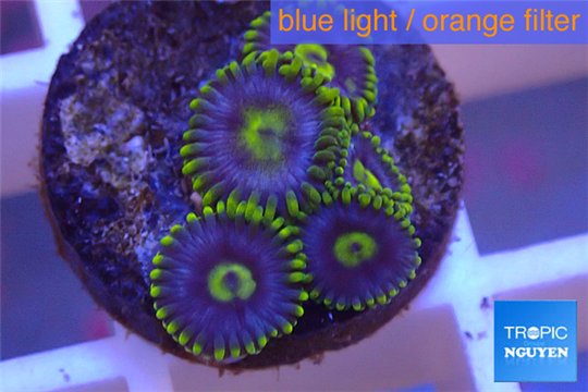 Zoanthus neon green magician blue 5-6 polyps WYSIWYG acclimaté