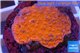 Montipora red cap 2-3 cm WYSIWYG acclimaté