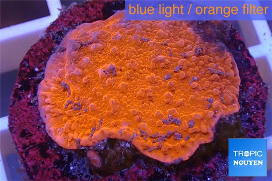 Montipora red cap 2-3 cm WYSIWYG acclimaté