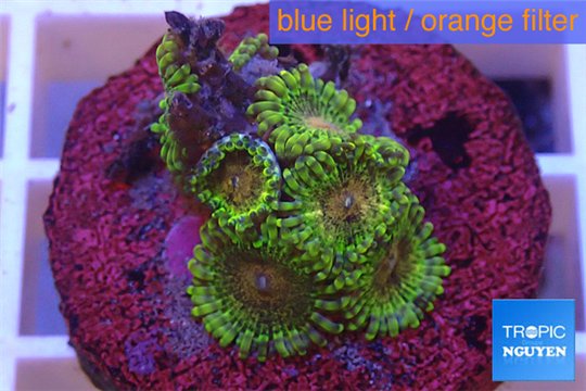 Zoanthus Fijii premium 6-7 polyps WYSIWYG acclimaté