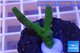 Montipora digitata green 2-3 cm WYSIWYG acclimaté