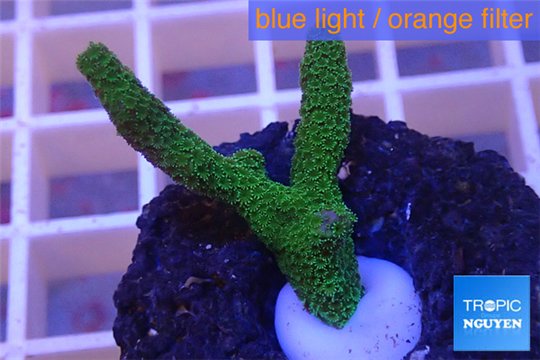Montipora digitata green 2-3 cm WYSIWYG acclimaté
