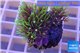 Pachyclavularia neon green 3-4 cm WYSIWYG acclimaté