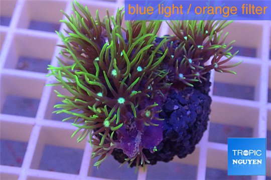 Pachyclavularia neon green 3-4 cm WYSIWYG acclimaté