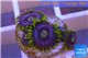 Zoanthus neon green magician blue 3-5 polyps WYSIWYG acclimaté