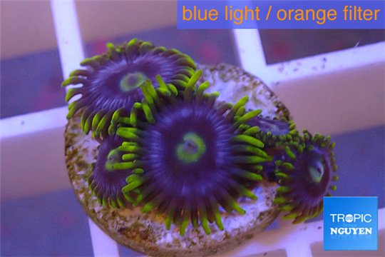 Zoanthus neon green magician blue 3-5 polyps WYSIWYG acclimaté