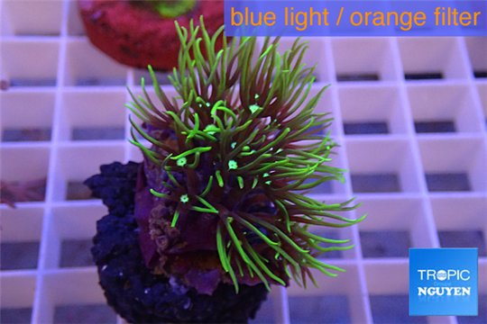 Pachyclavularia neon green 3-4 cm WYSIWYG acclimaté