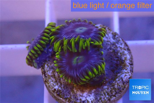 Zoanthus neon green magician blue 3-5 polyps WYSIWYG acclimaté