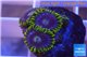 Zoanthus neon green magician blue 3-5 polyps WYSIWYG acclimaté