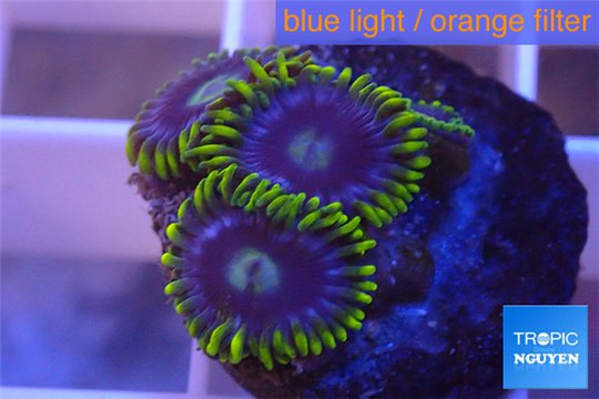 Zoanthus neon green magician blue 3-5 polyps WYSIWYG acclimaté