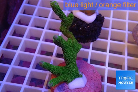 Montipora digitata green 4-6 cm WYSIWYG acclimaté