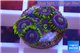 Zoanthus neon green magician blue 5-6 polyps WYSIWYG acclimaté