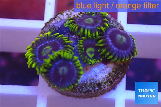 Zoanthus neon green magician blue 5-6 polyps WYSIWYG acclimaté