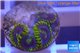 Zoanthus neon green magician blue 3-5 polyps WYSIWYG acclimaté