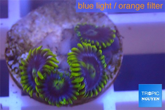 Zoanthus neon green magician blue 3-5 polyps WYSIWYG acclimaté