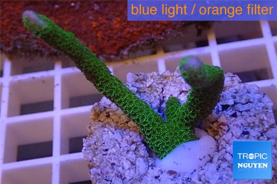 Montipora digitata green 3-4 cm WYSIWYG acclimaté