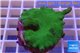 Montipora digitata green 3-4 cm WYSIWYG acclimaté